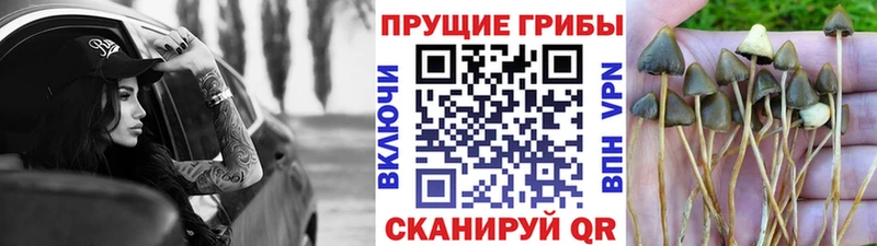 что такое   Никольск  Псилоцибиновые грибы Cubensis 
